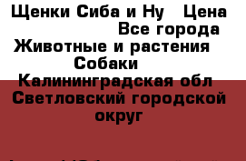 Щенки Сиба и Ну › Цена ­ 35000-85000 - Все города Животные и растения » Собаки   . Калининградская обл.,Светловский городской округ 